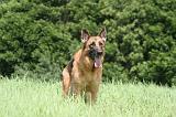 BERGER ALLEMAND 1212